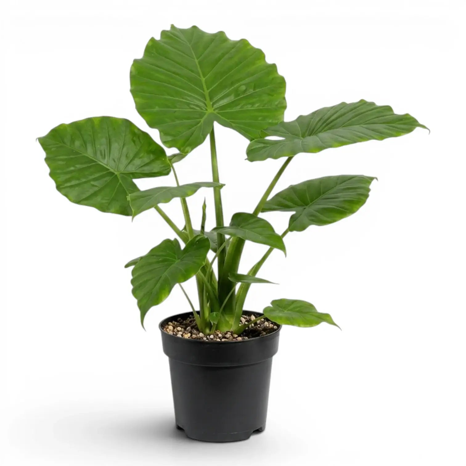 Große Alocasia California im Anzuchttopf vor weißem Hintergrund