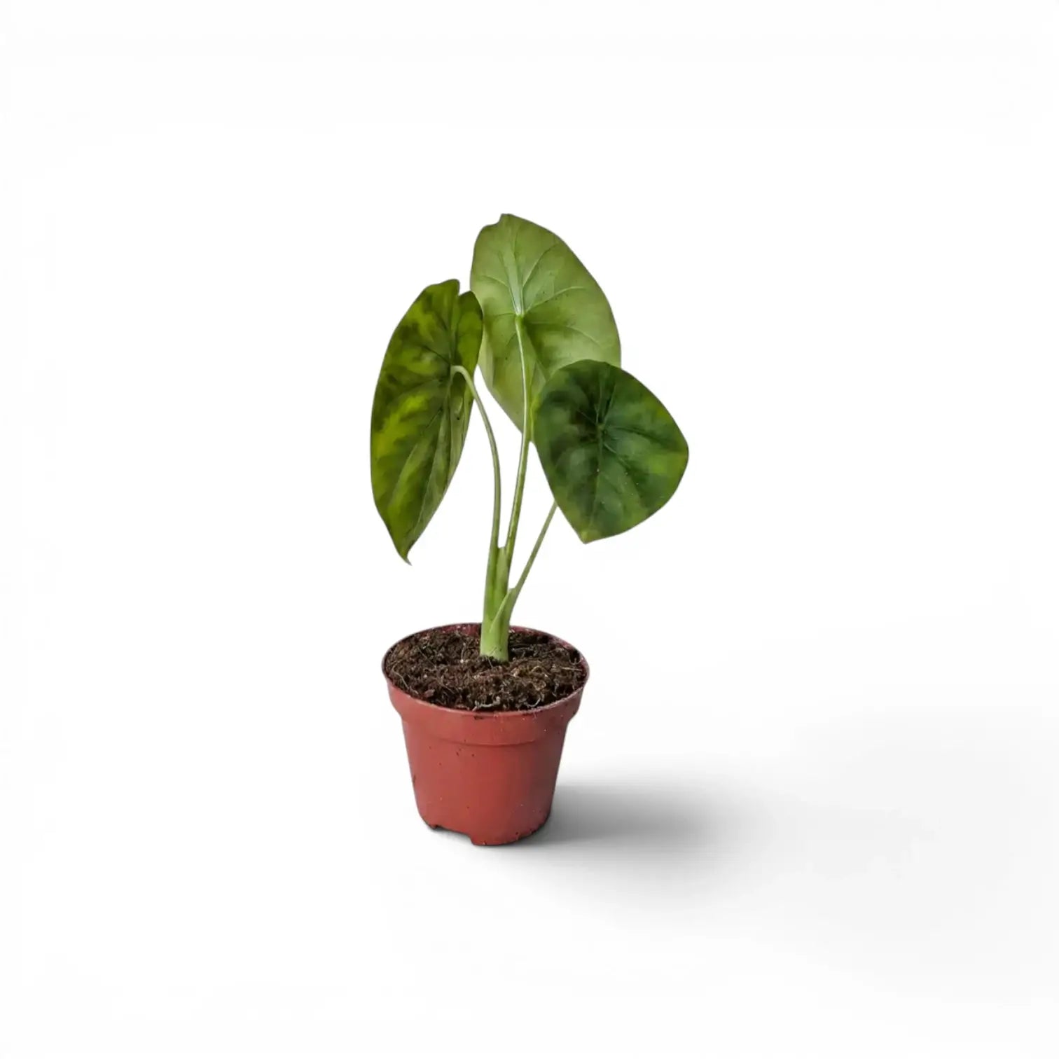Jungpflanze von Alocasia clypeolata Green Shield im Anzuchttopf vor weißem Hintergrund