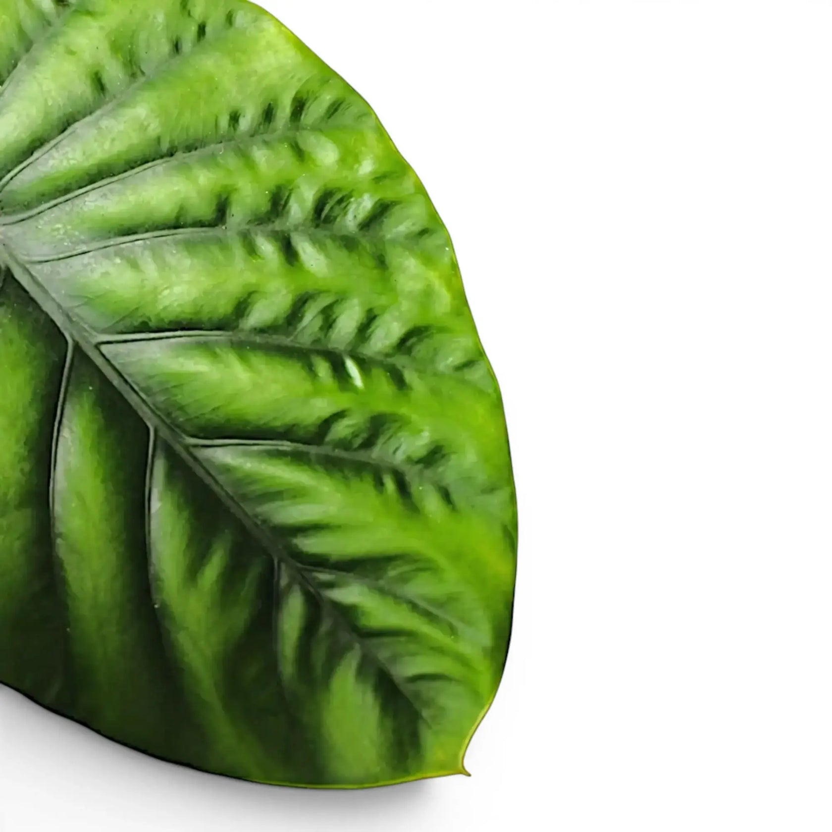 Nahaufnahme eines grünen, strukturierten Blatts von Alocasia clypeolata Green Shield vor weißem Hintergrund