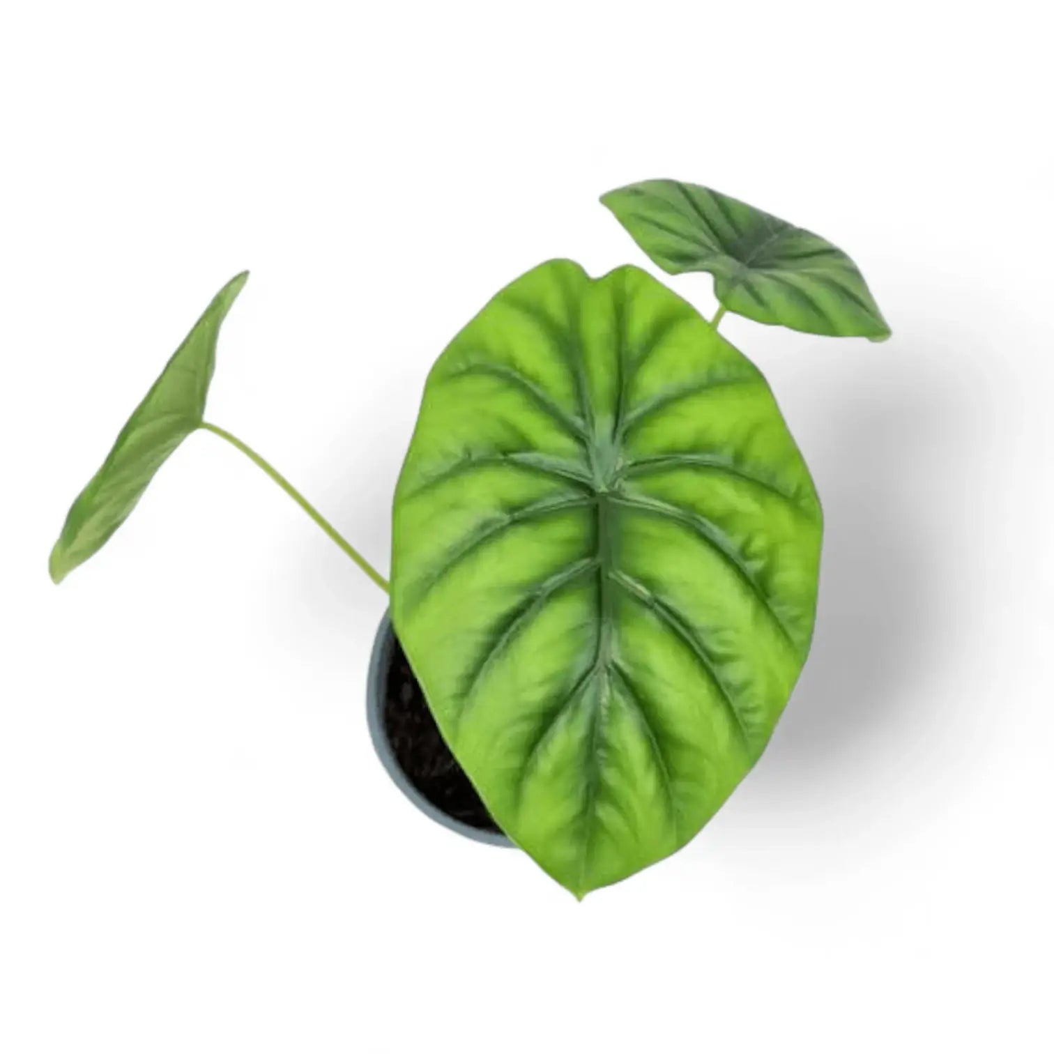 Alocasia clypeolata 'Green shield' – Topfpflanze im Kulturtopf vor weißem Hintergrund, Produktfoto 9.