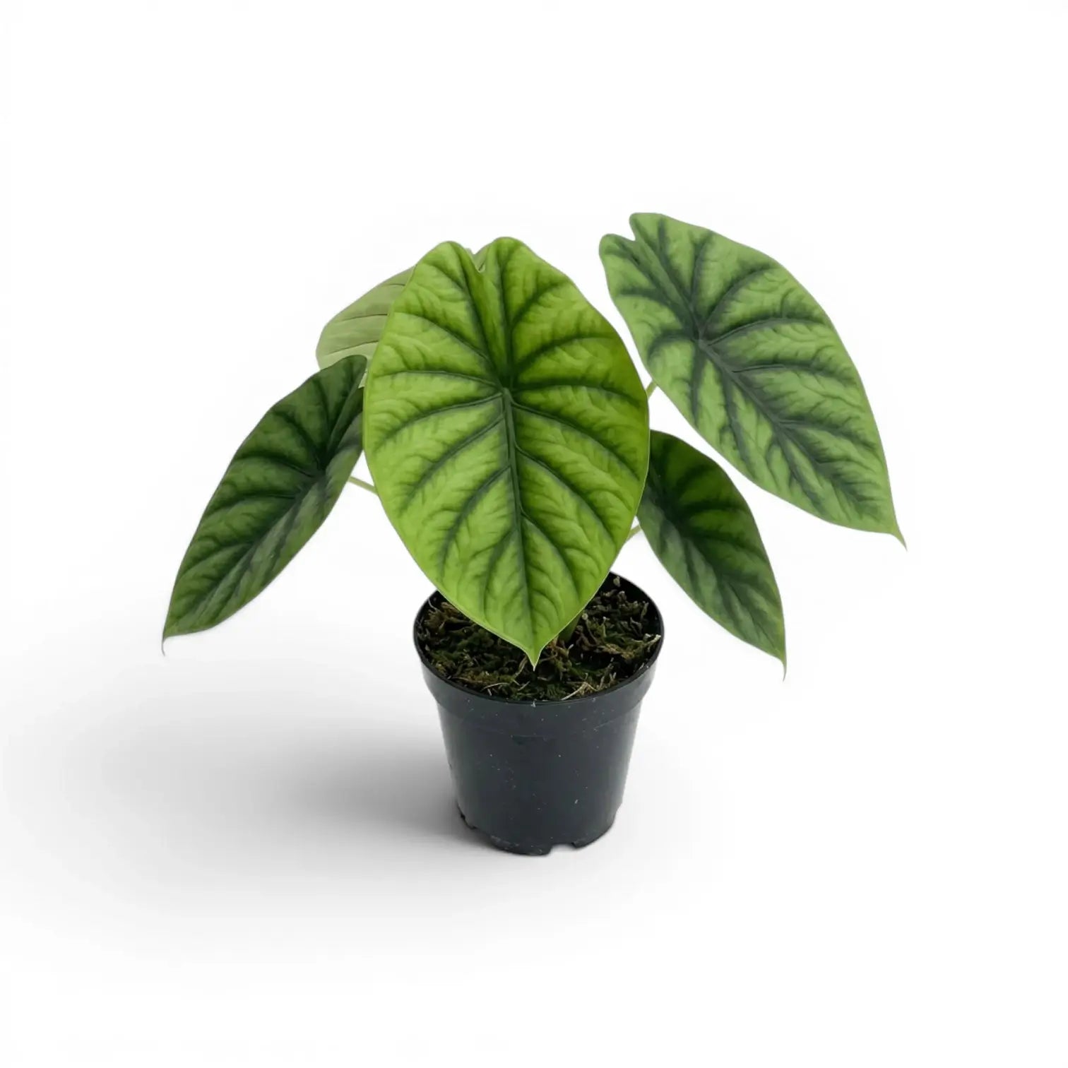 Mittelgroße Alocasia clypeolata Green Shield im Anzuchttopf vor weißem Hintergrund