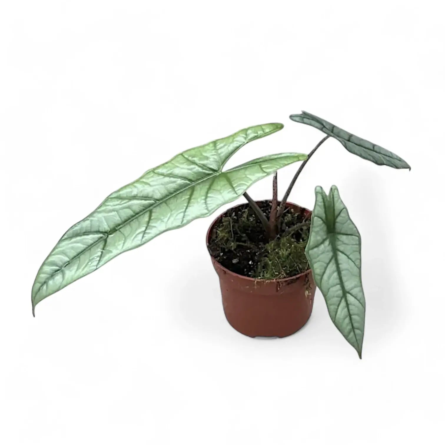 Alocasia 'Corazon' potted plant in nursery pot on white background.