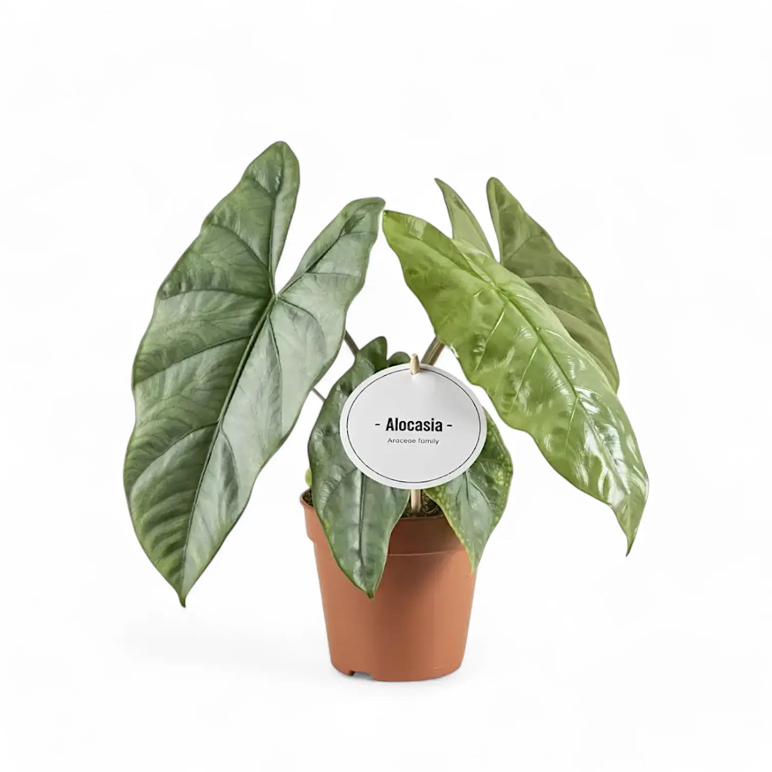 Alocasia 'Corazon' potted plant in nursery pot on white background.