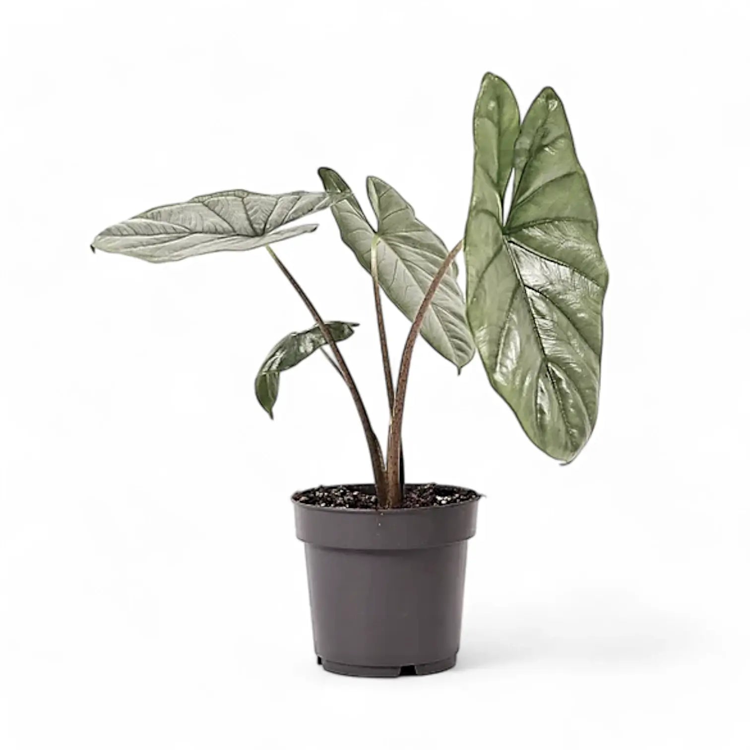 Alocasia 'Corazon' potted plant in nursery pot on white background.