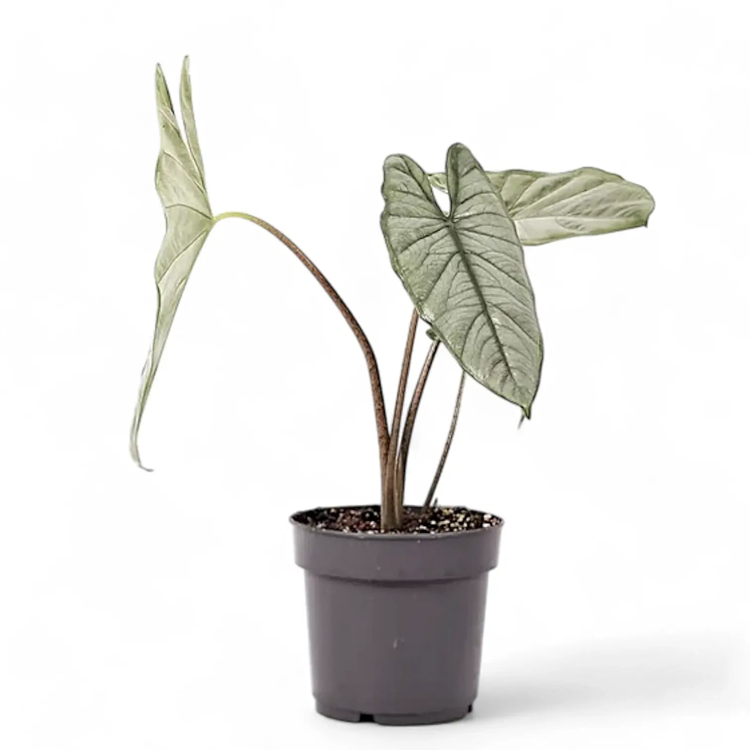 Alocasia 'Corazon' potted plant in nursery pot on white background.