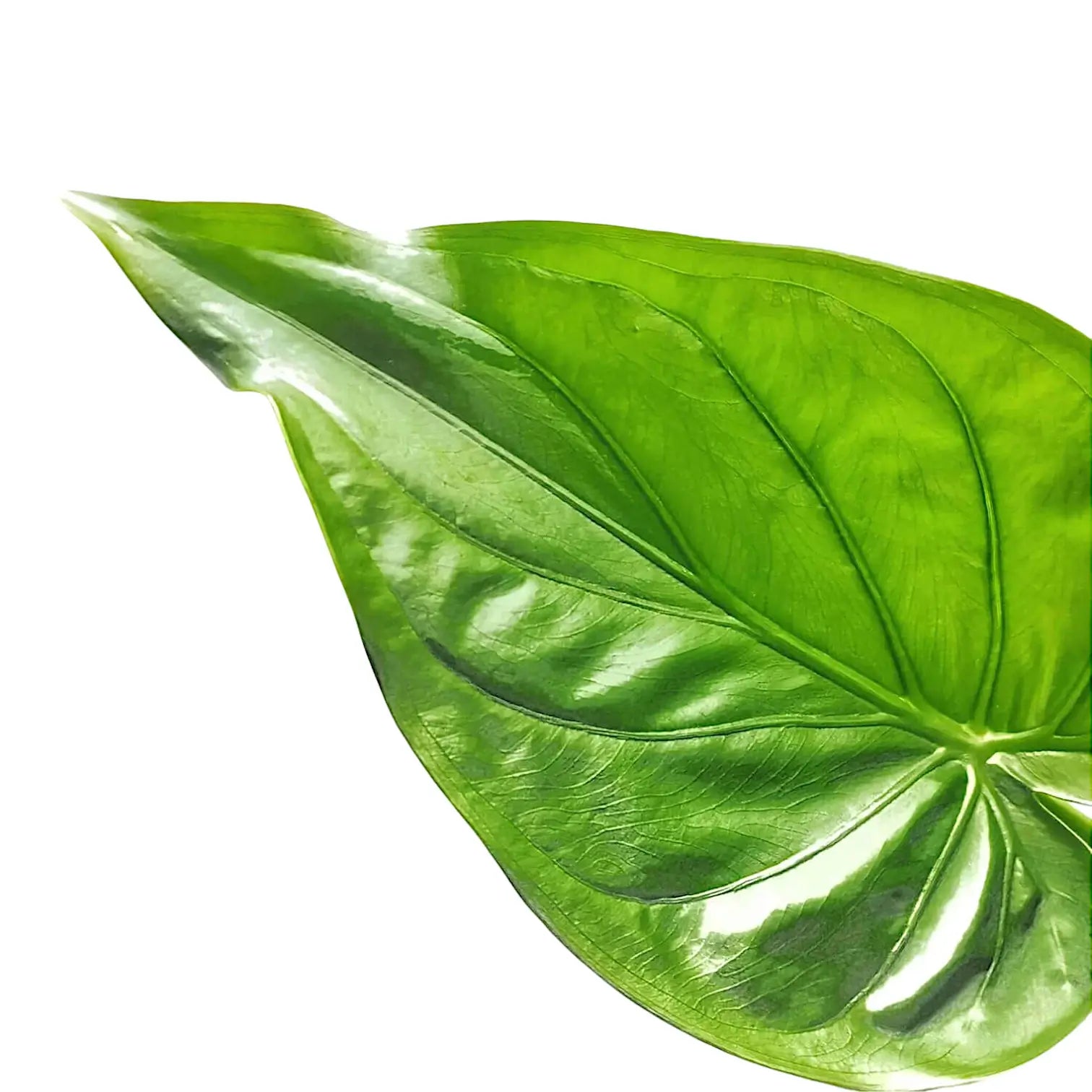 Alocasia cucullata leaf detail on white background.