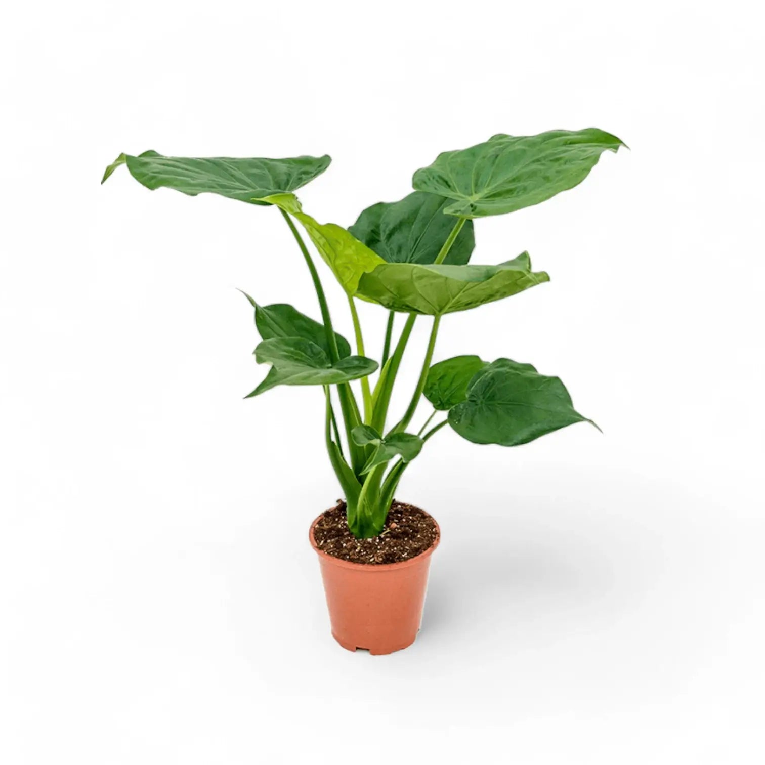 Alocasia cucullata potted plant in nursery pot on white background.