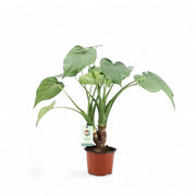 Alocasia cucullata potted plant in nursery pot on white background.