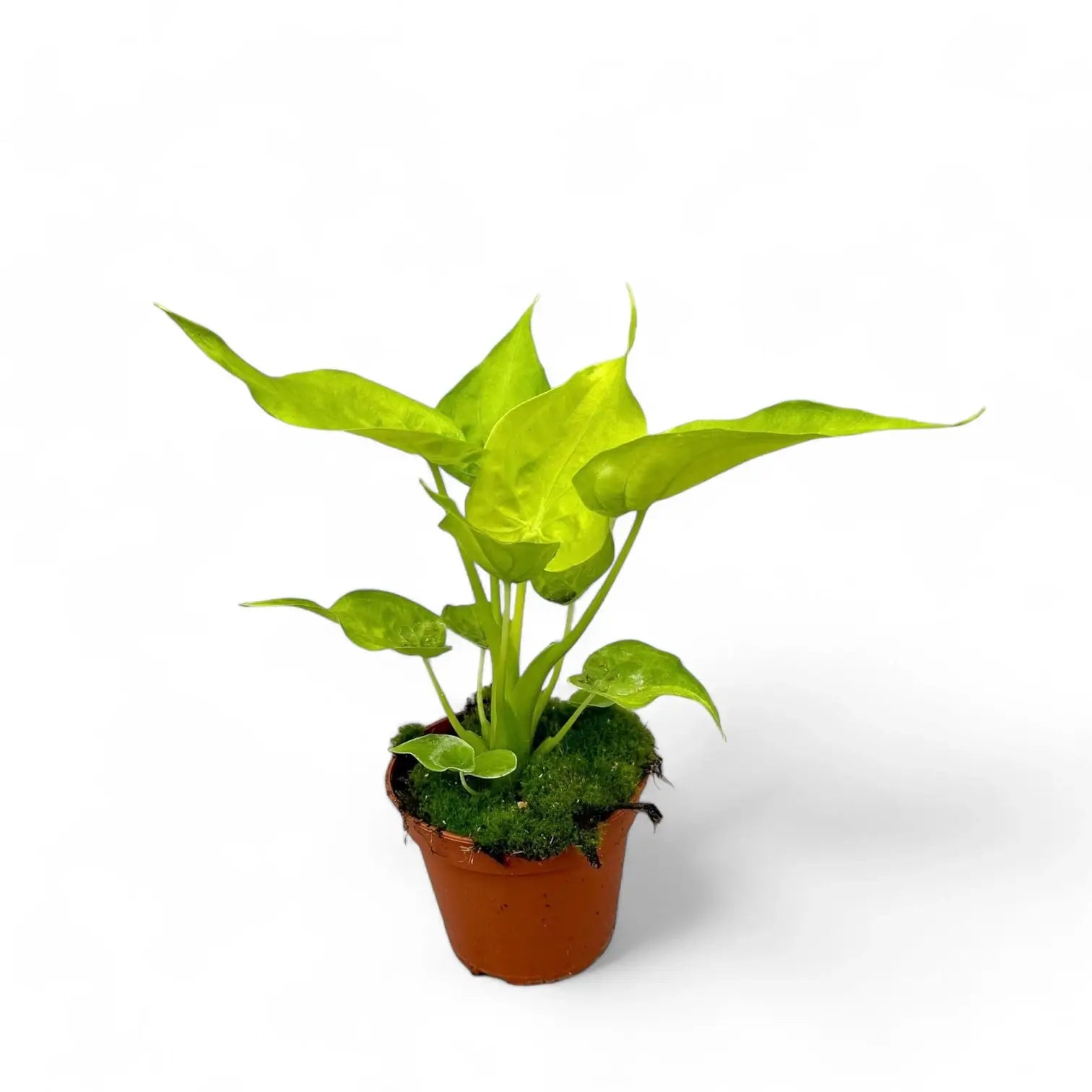 Alocasia cucullata 'Golden' Zimmerpflanze im Anzuchttopf vor weißem Hintergrund, Produktfoto 2.