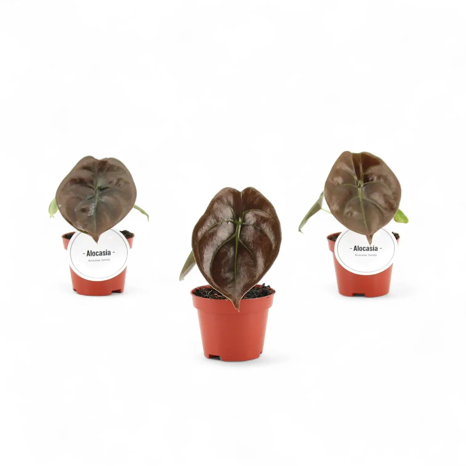 Alocasia cuprea 'Red secret' – Topfpflanze im Kulturtopf vor weißem Hintergrund, Produktfoto 10.