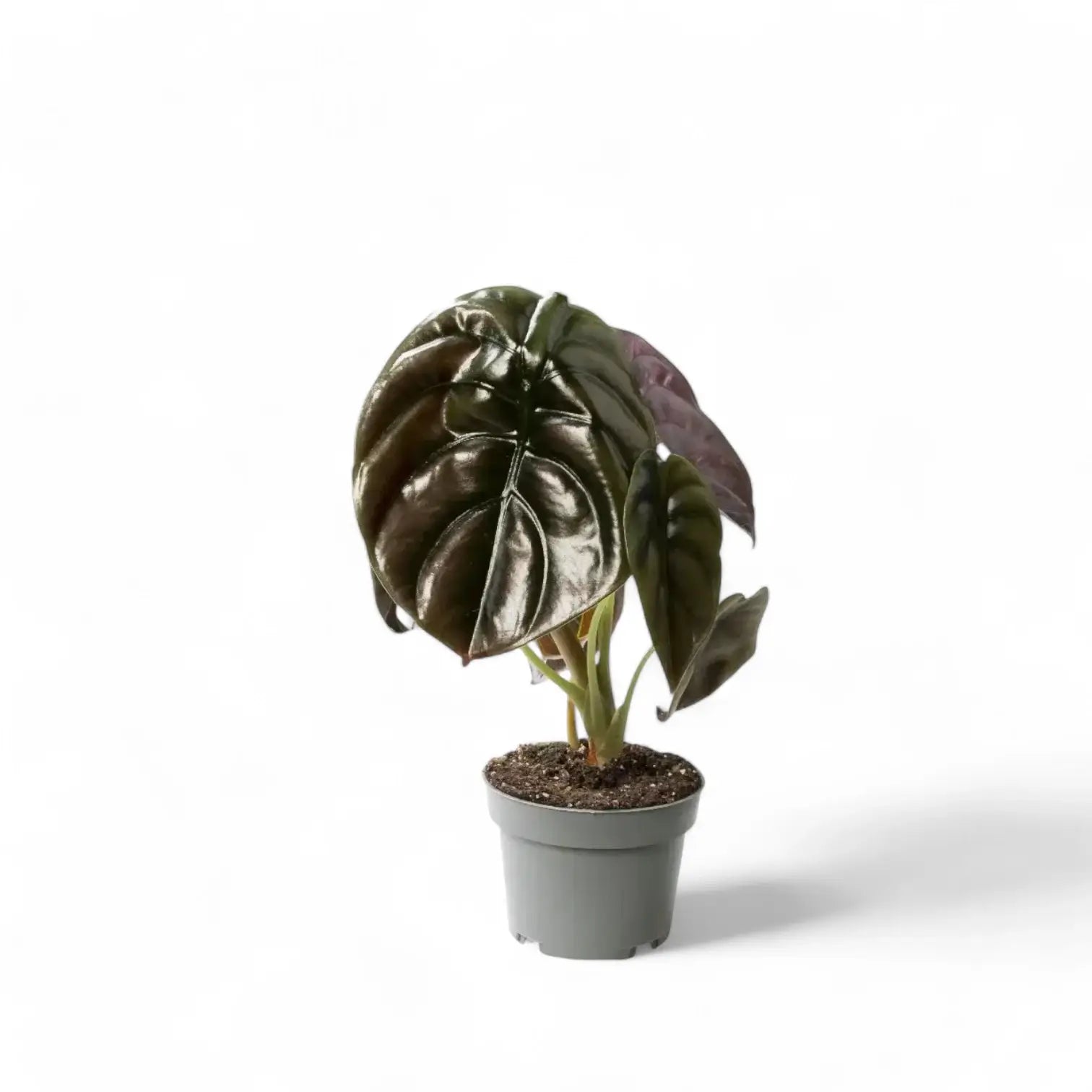 Alocasia cuprea 'Red secret' – Topfpflanze im Kulturtopf vor weißem Hintergrund, Produktfoto 9.