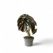 Alocasia cuprea 'Red secret' – Topfpflanze im Kulturtopf vor weißem Hintergrund, Produktfoto 9.