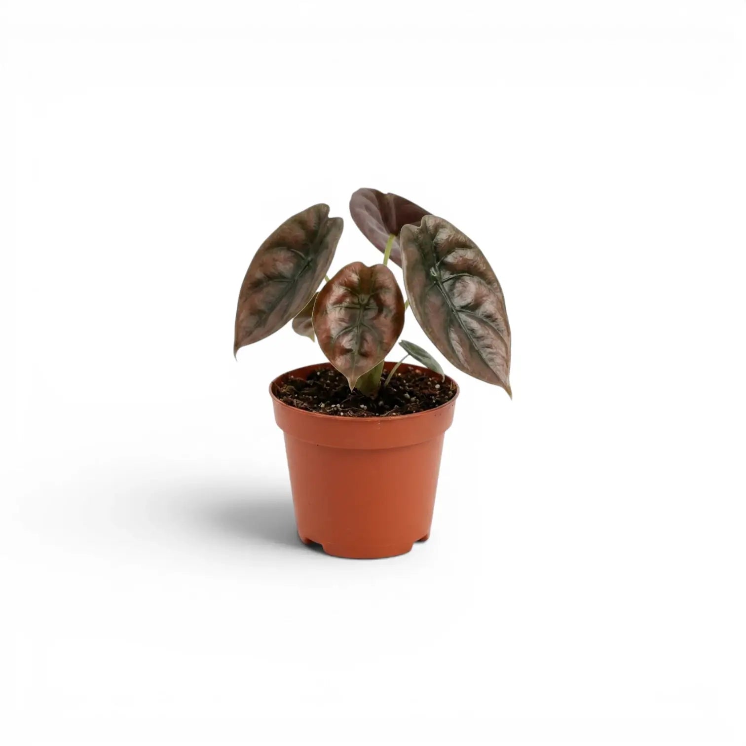 Alocasia cuprea 'Red Secret' potted baby plant with copper-colouration and dark veins on a white background
