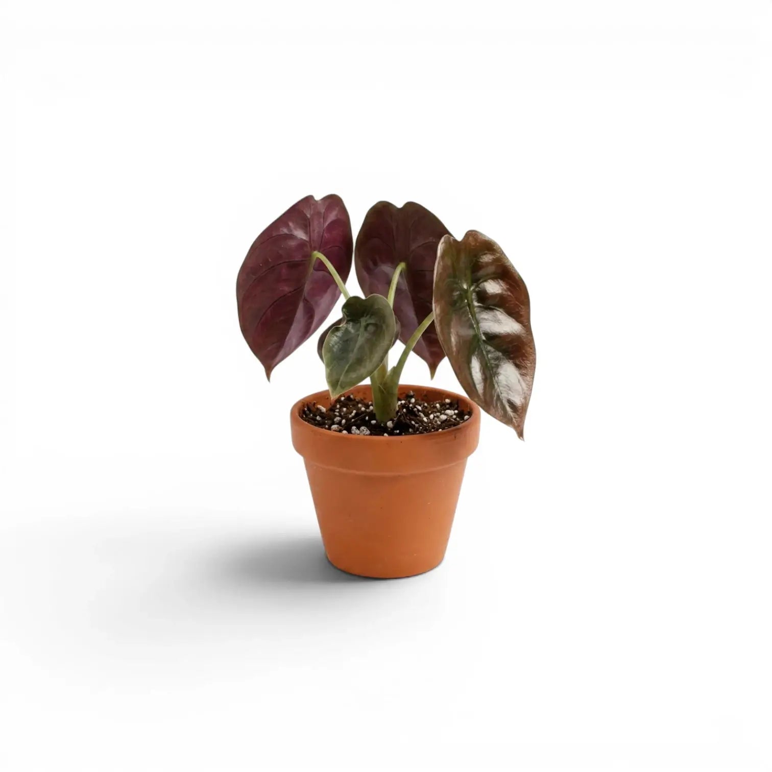 Alocasia cuprea 'Red Secret' potted baby plant with copper-colouration and dark veins on a white background