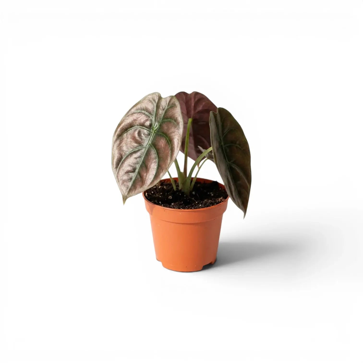 Alocasia cuprea 'Red Secret' potted baby plant with copper-colouration and dark veins on a white background