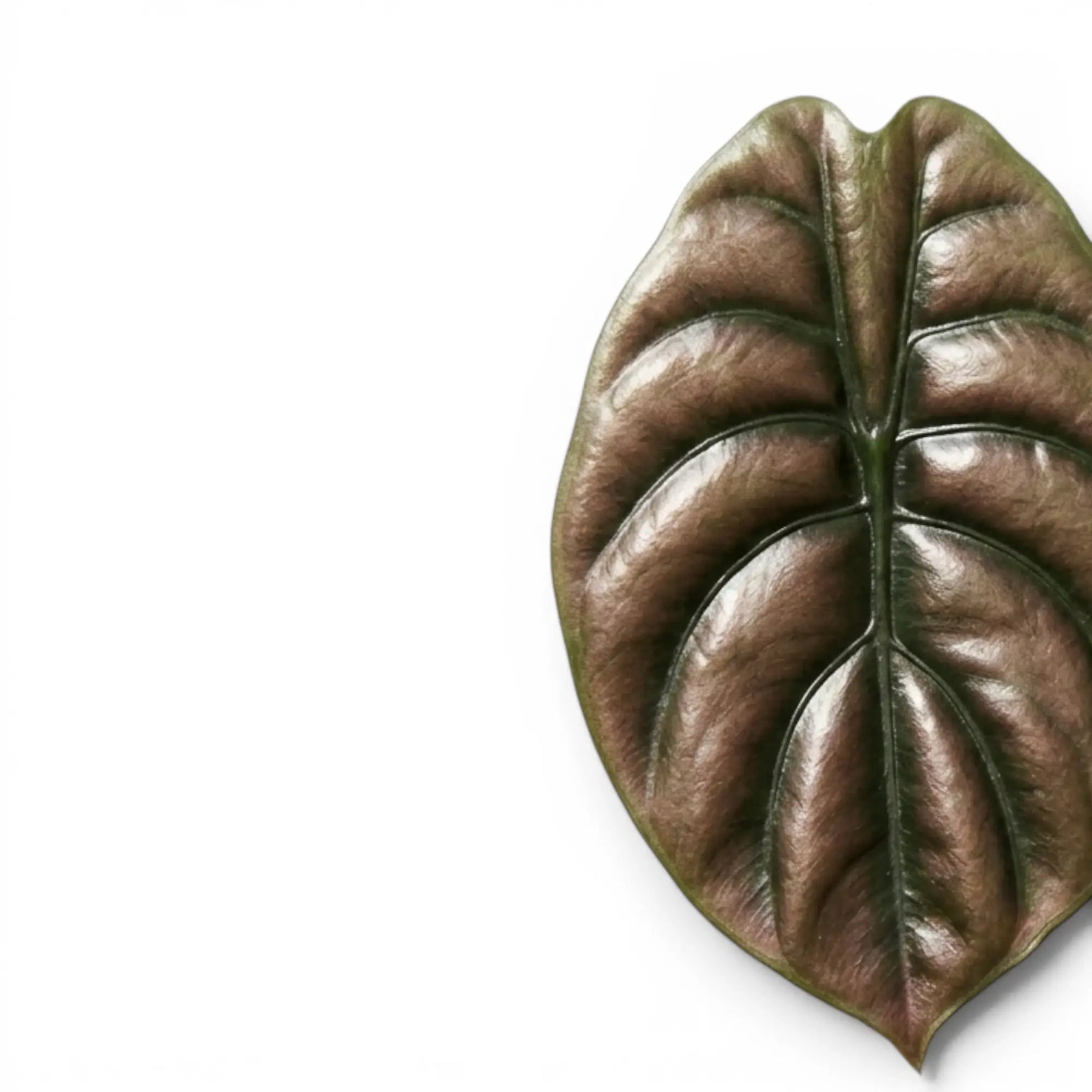 Close-up of an Alocasia cuprea 'Red Secret' leaf with copper-colouration and dark veins on a white background