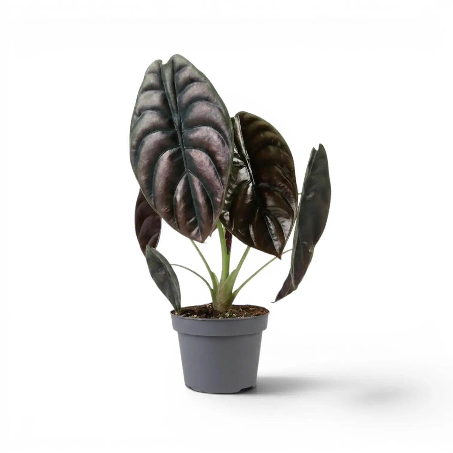 Potted Alocasia cuprea 'Red Secret' plant with large green-to-copper leaves on a white background