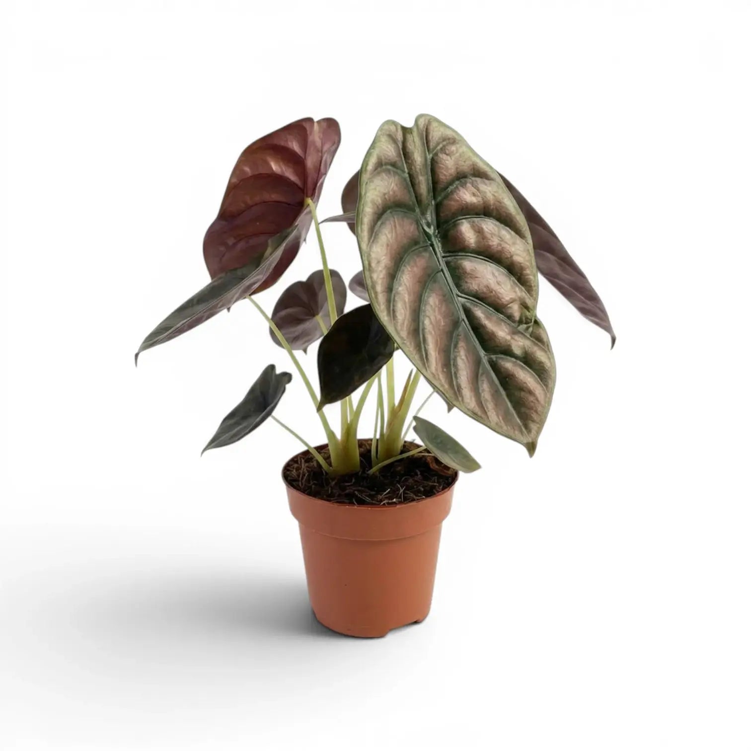Potted Alocasia cuprea 'Red Secret' plant with large green-to-copper leaves on a white background