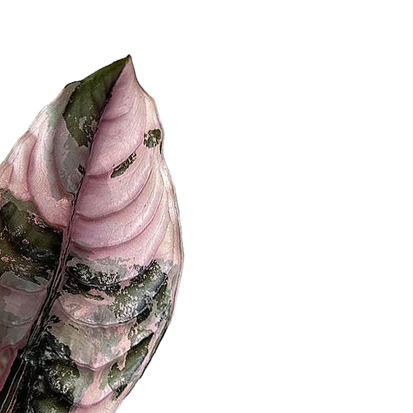 Alocasia cuprea 'Red secret' variegata leaf close-up on white background.