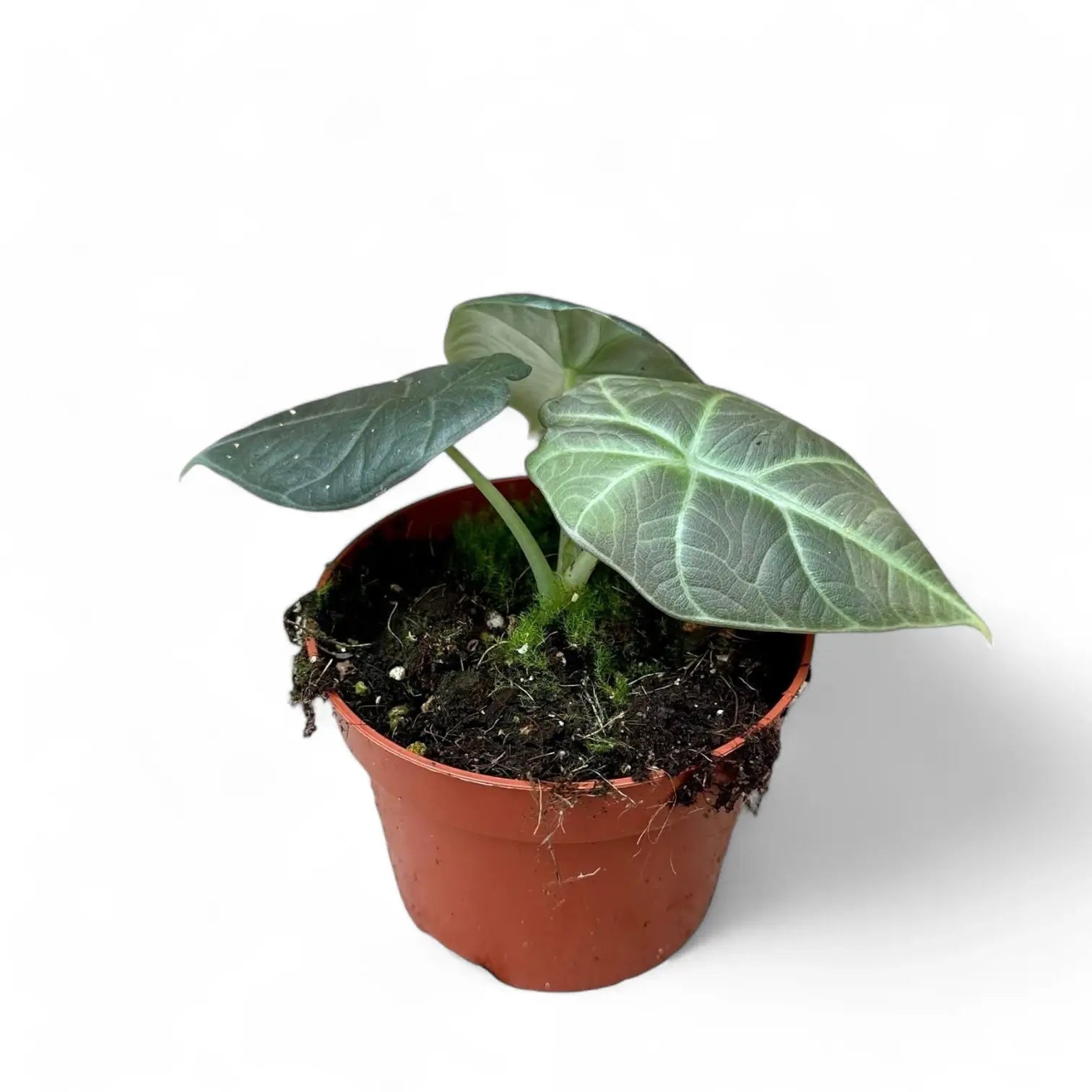 Alocasia 'Dragon Moon' potted plant in nursery pot on white background.