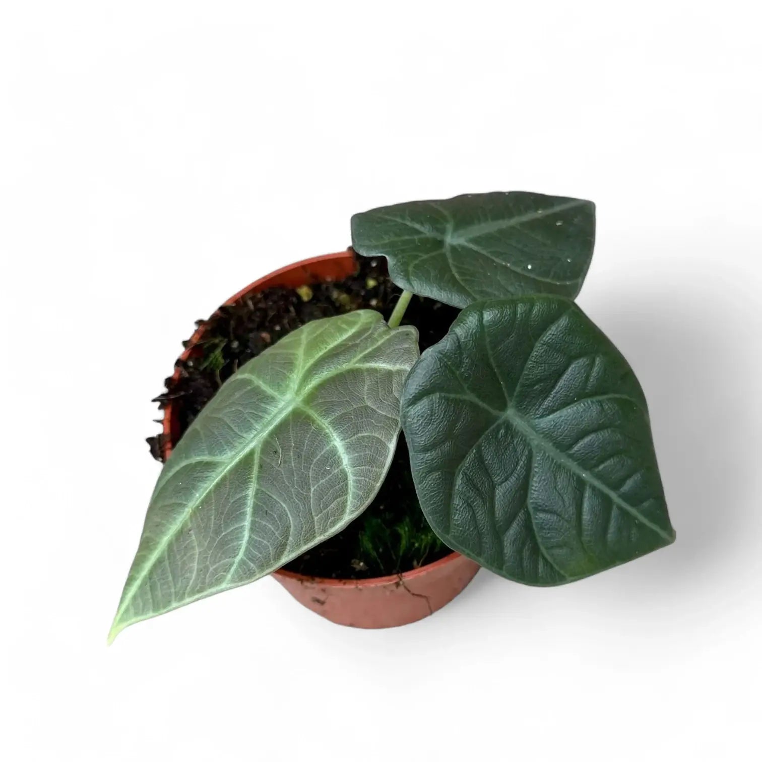 Alocasia 'Dragon Moon' potted plant in nursery pot on white background.