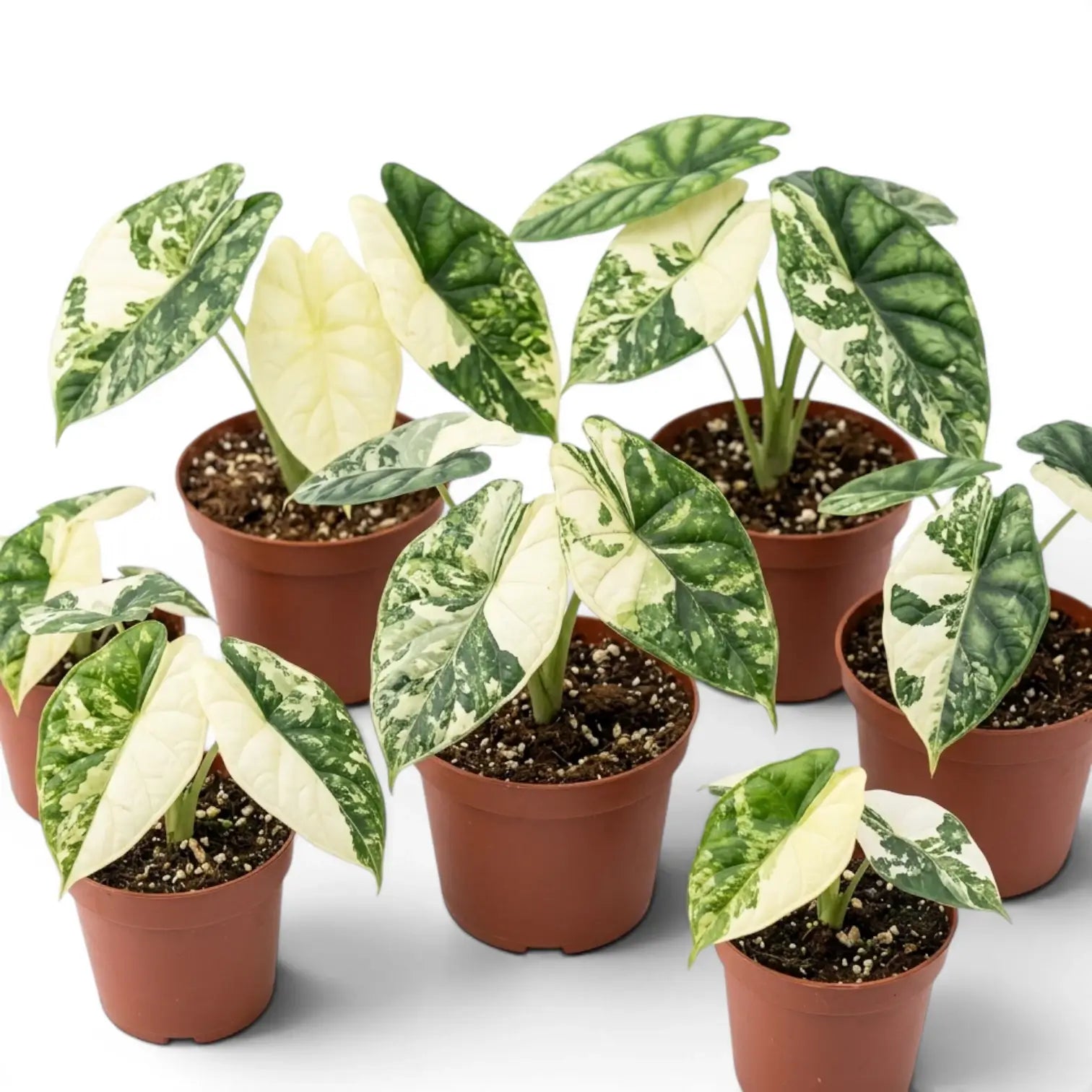 Alocasia Dragon Scale Albo Variegata baby plant in a nursery pot on a white background