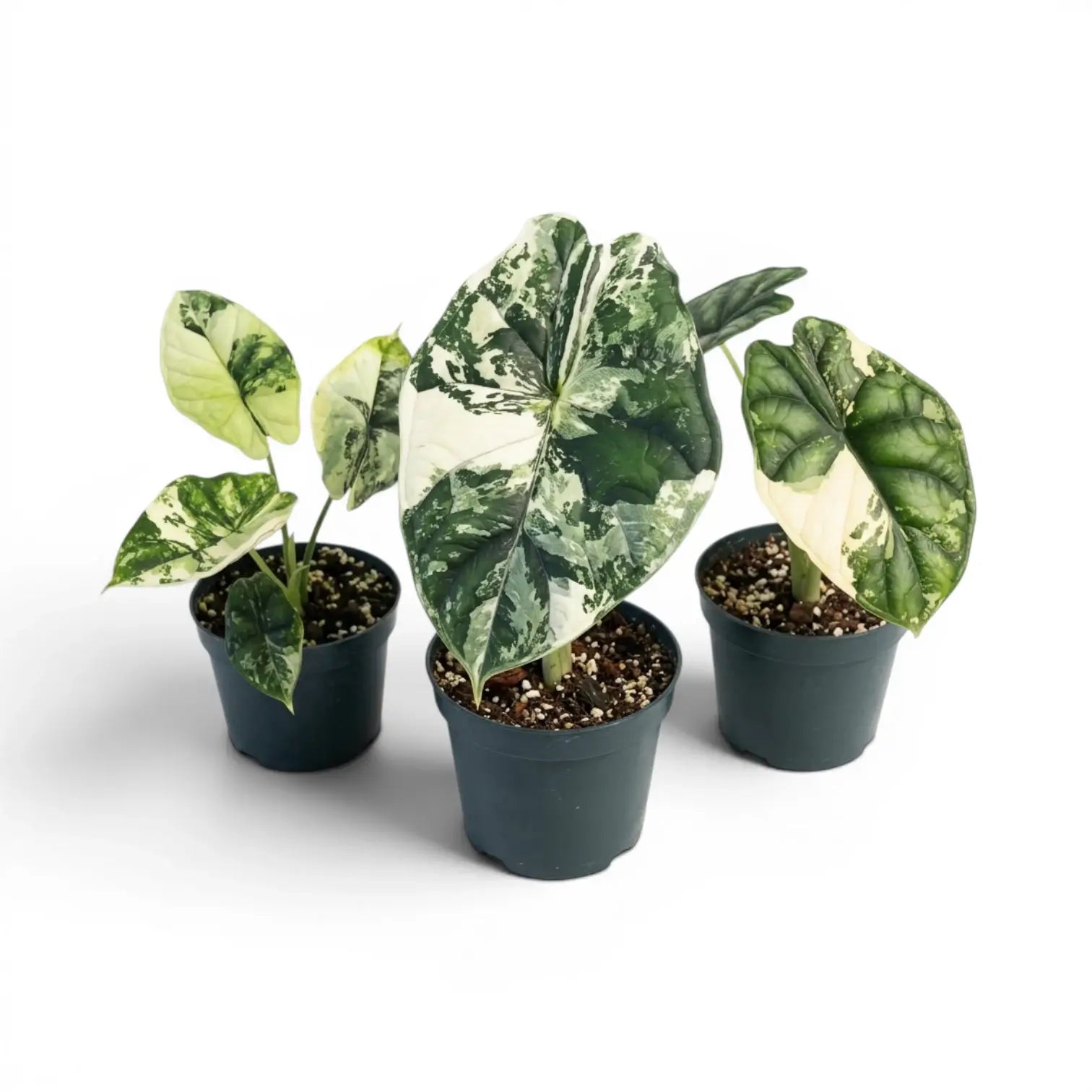Alocasia Dragon Scale Albo Variegata baby plant in a nursery pot on a white background