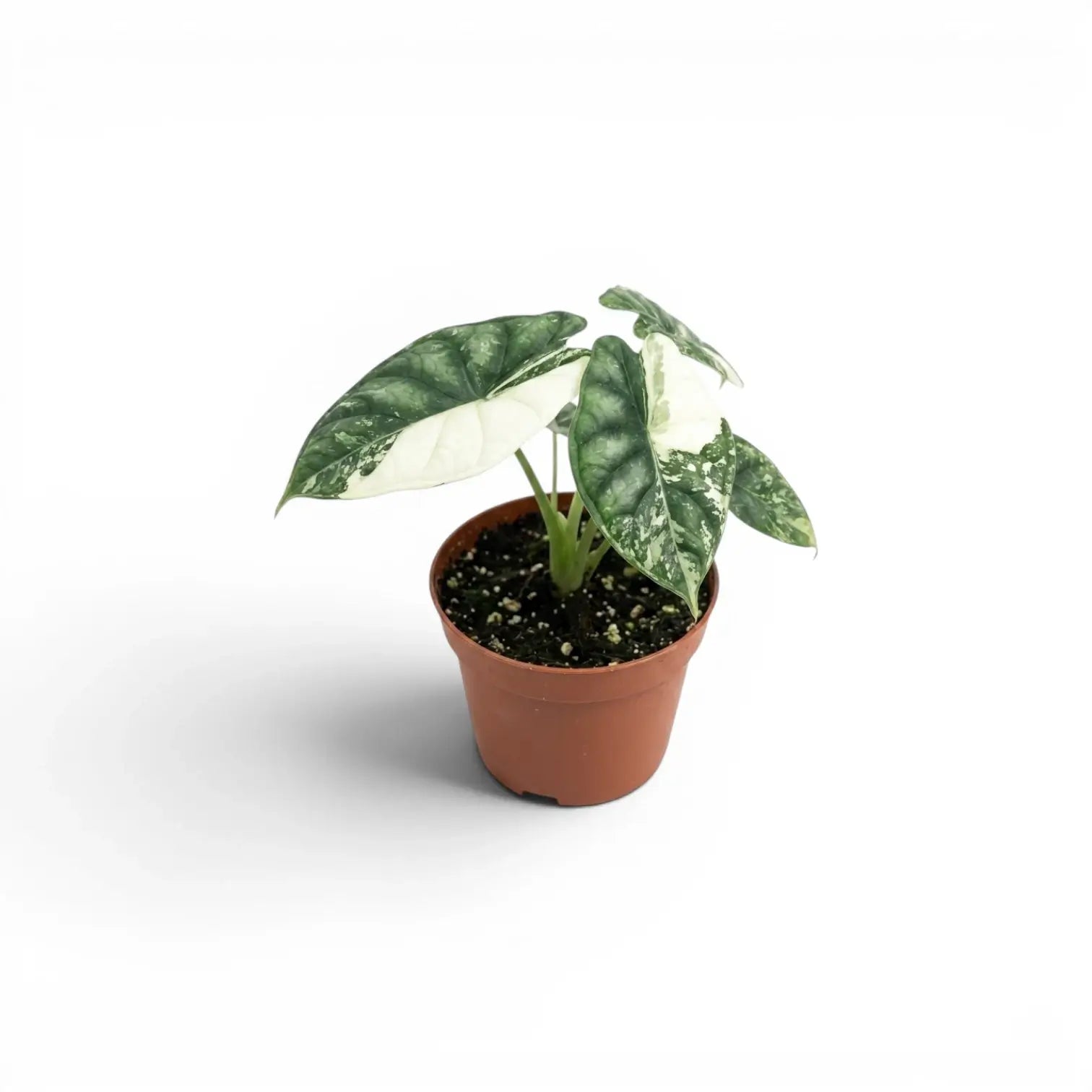Alocasia Dragon Scale Albo Variegata baby plant in a nursery pot on a white background
