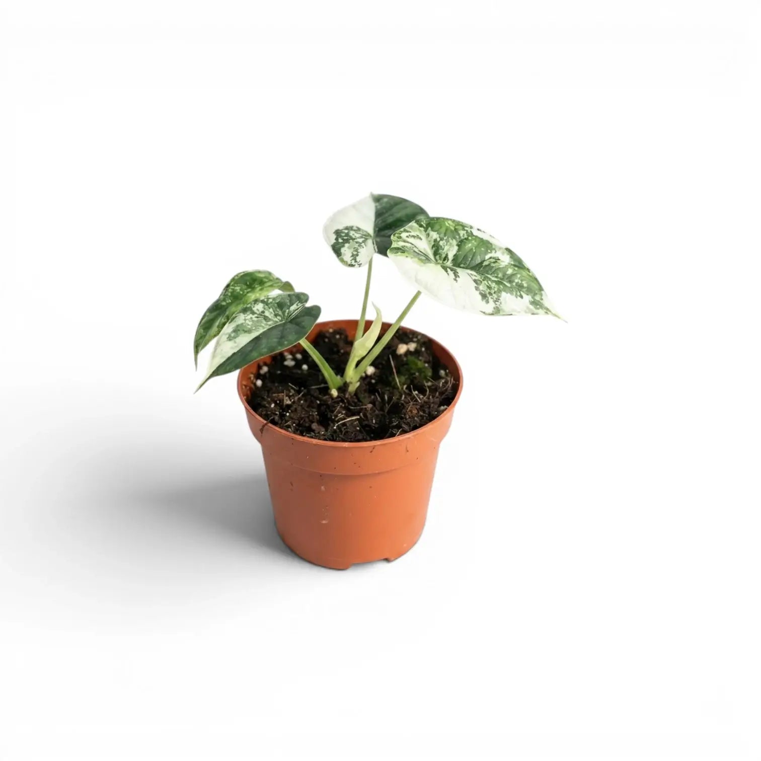Small Alocasia Dragon Scale Albo Variegata starter plant in a nursery pot on a white background