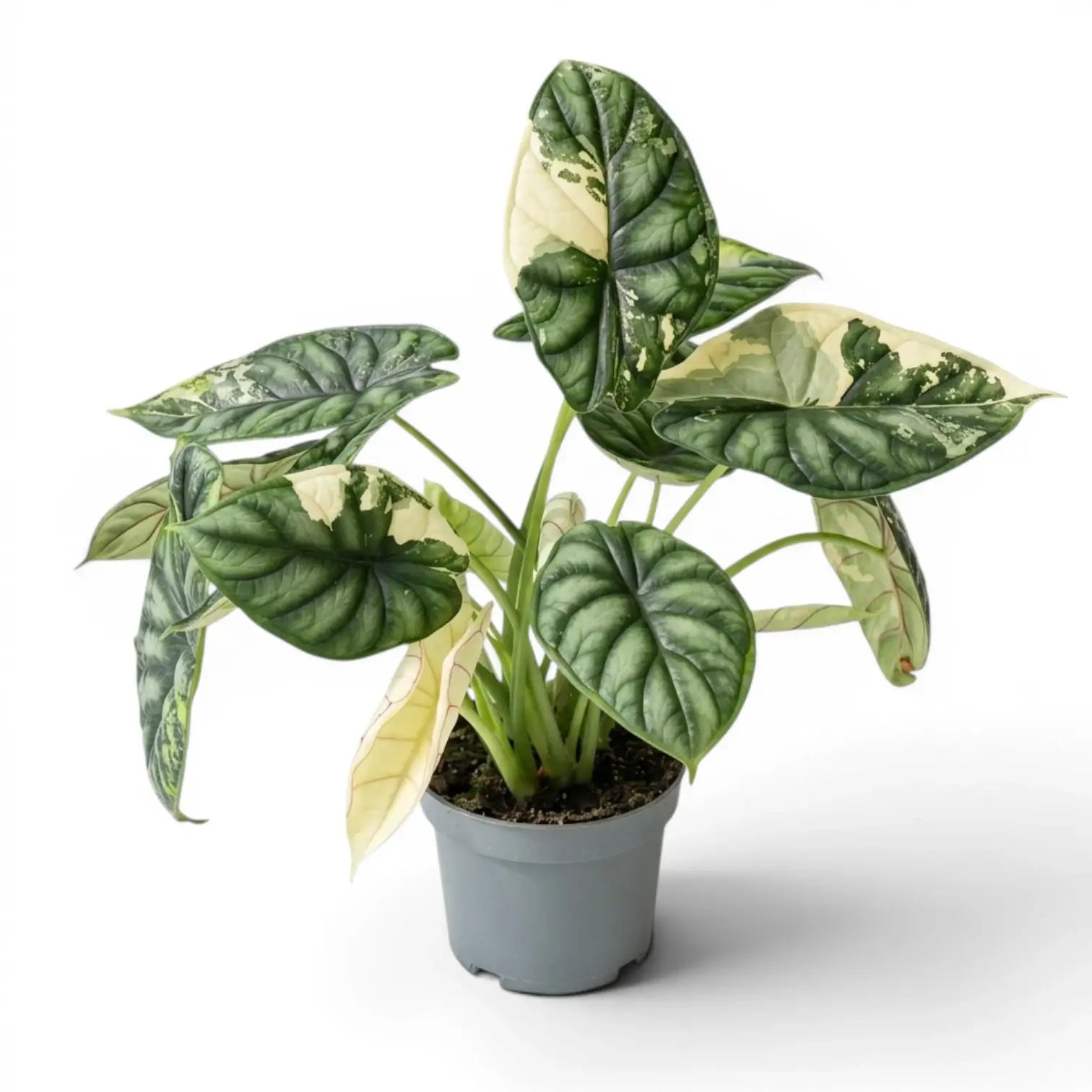 Alocasia Dragon Scale Albo Variegata medium plant in a nursery pot on a white background