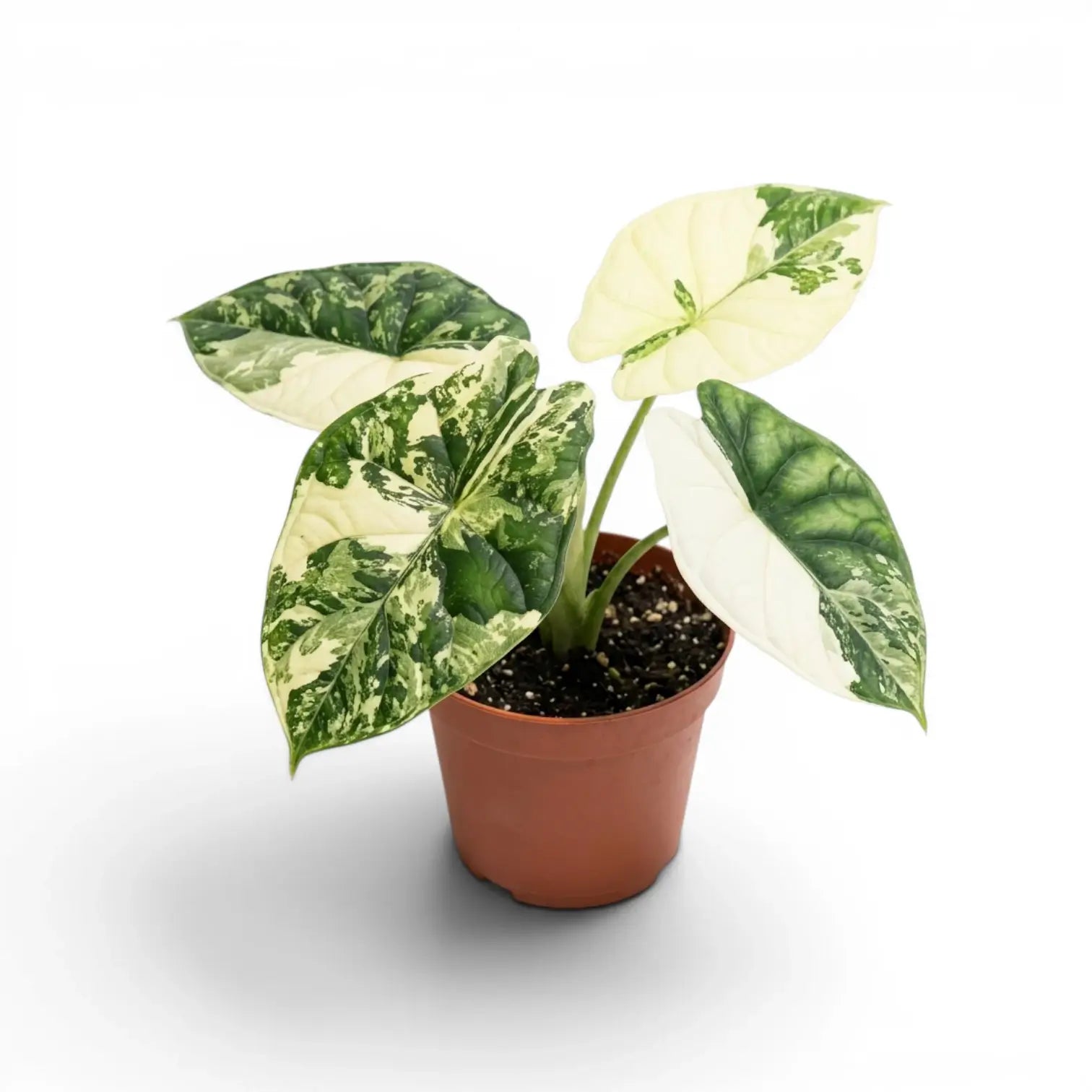 Alocasia Dragon Scale Albo Variegata medium plant in a nursery pot on a white background