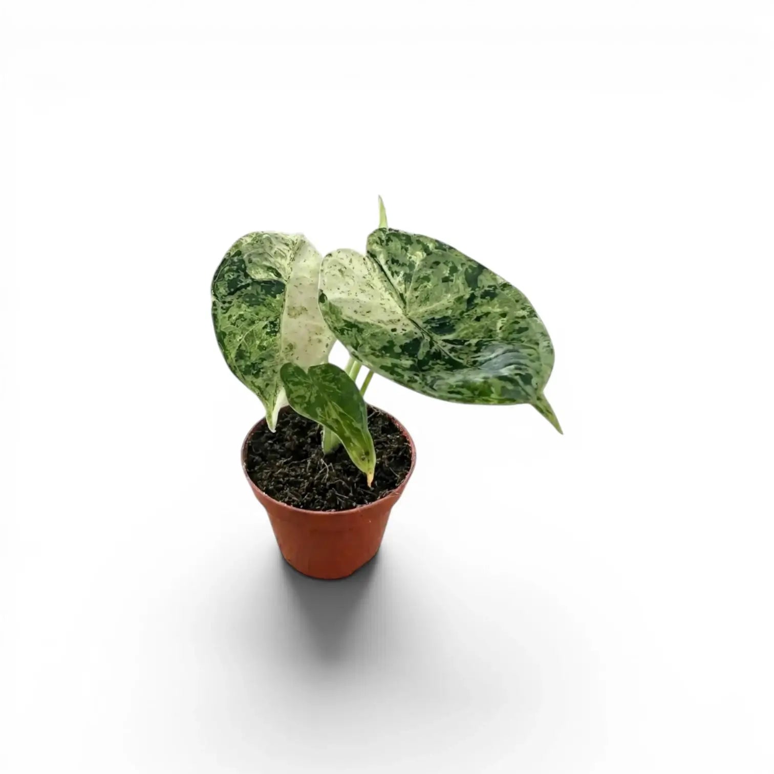 Kleine Alocasia Dragon Scale 'Mint'-Jungpflanze mit mintgrün gesprenkelten, panaschierten Blättern im Kulturtopf vor weißem Hintergrund