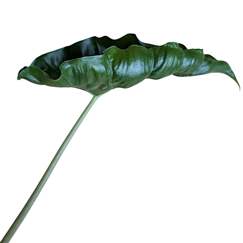 Alocasia 'Dragon Tail' potted plant in nursery pot on white background.
