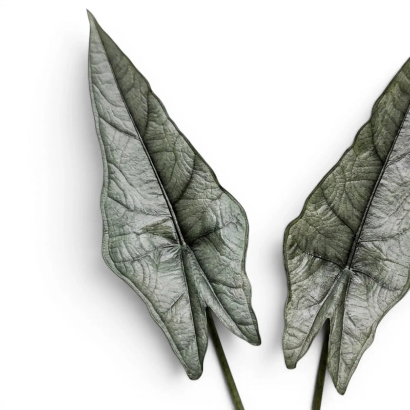 Two silver-green, arrow-shaped leaves of Alocasia Dragon's Breath on a white background, close-up.