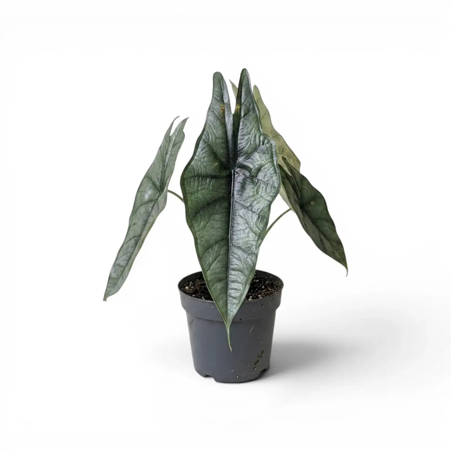 Potted Alocasia Dragon's Breath plant with elongated, textured silver leaves on a white background