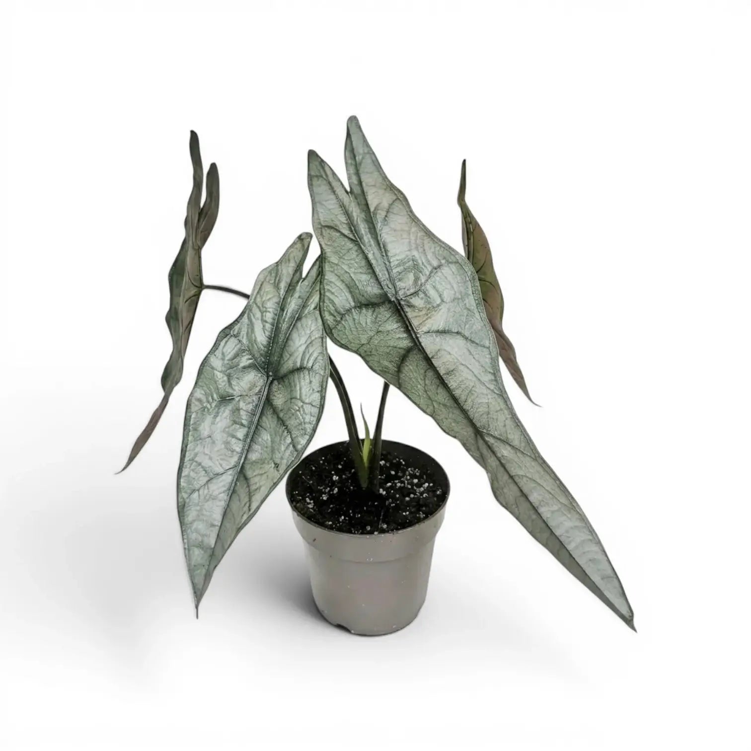 Potted Alocasia Dragon's Breath plant with elongated, textured silver leaves on a white background