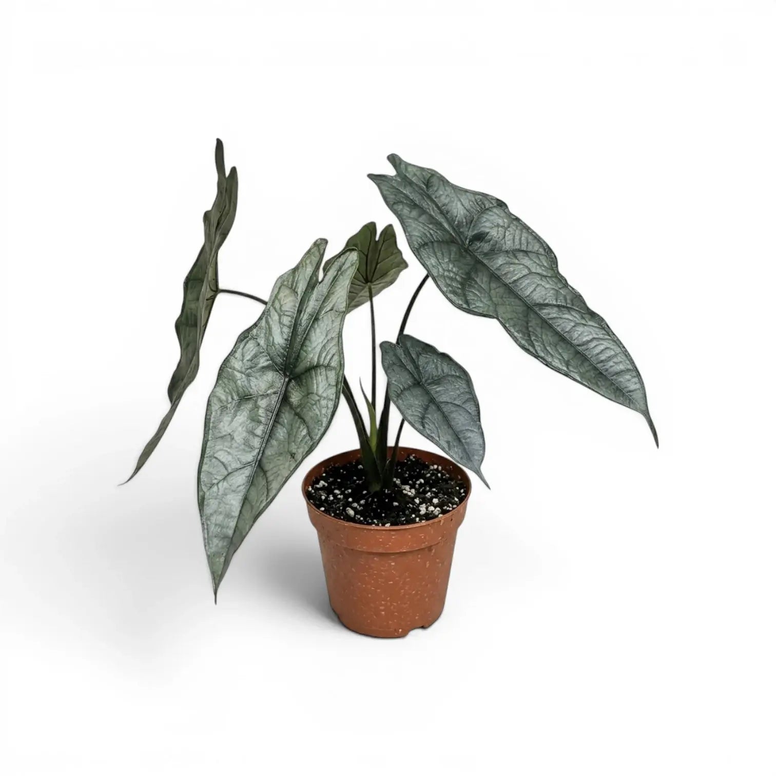Potted Alocasia Dragon's Breath plant with elongated, textured silver leaves on a white background
