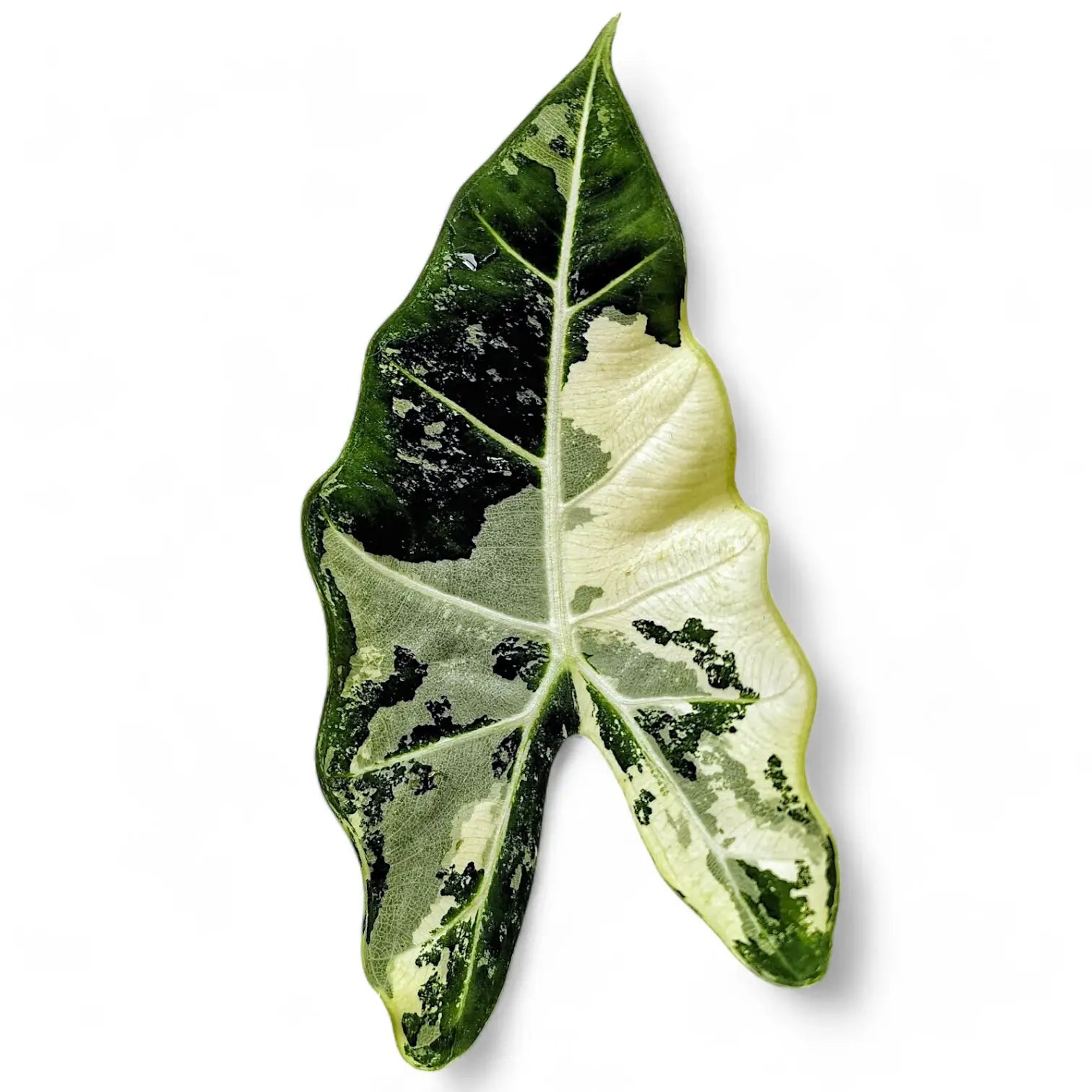 Nahaufnahme eines Blatts von Alocasia ‘Frydek’ variegata vor weißem Hintergrund.