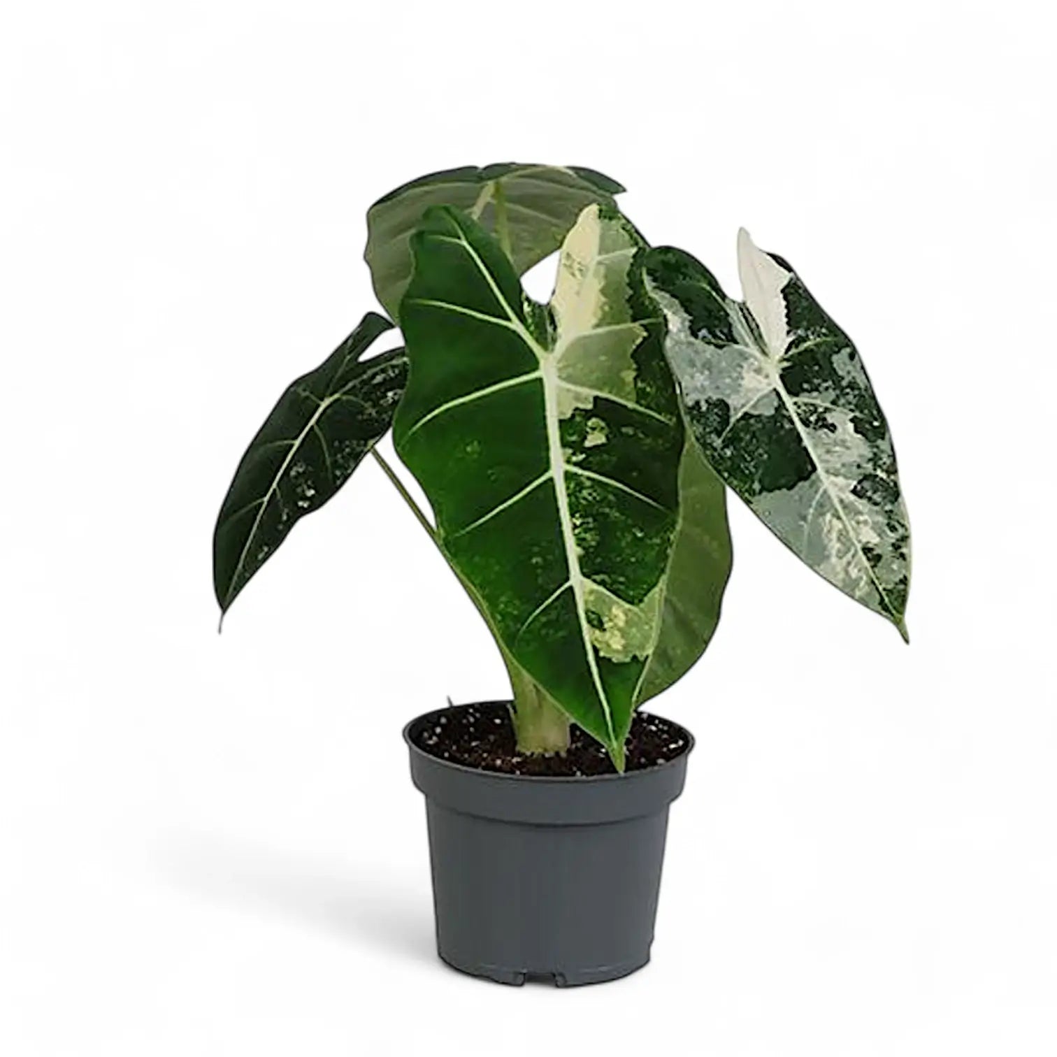 Alocasia ‘Frydek’ variegata – Zimmerpflanze im Kulturtopf auf weißem Hintergrund, Produktfoto 15.