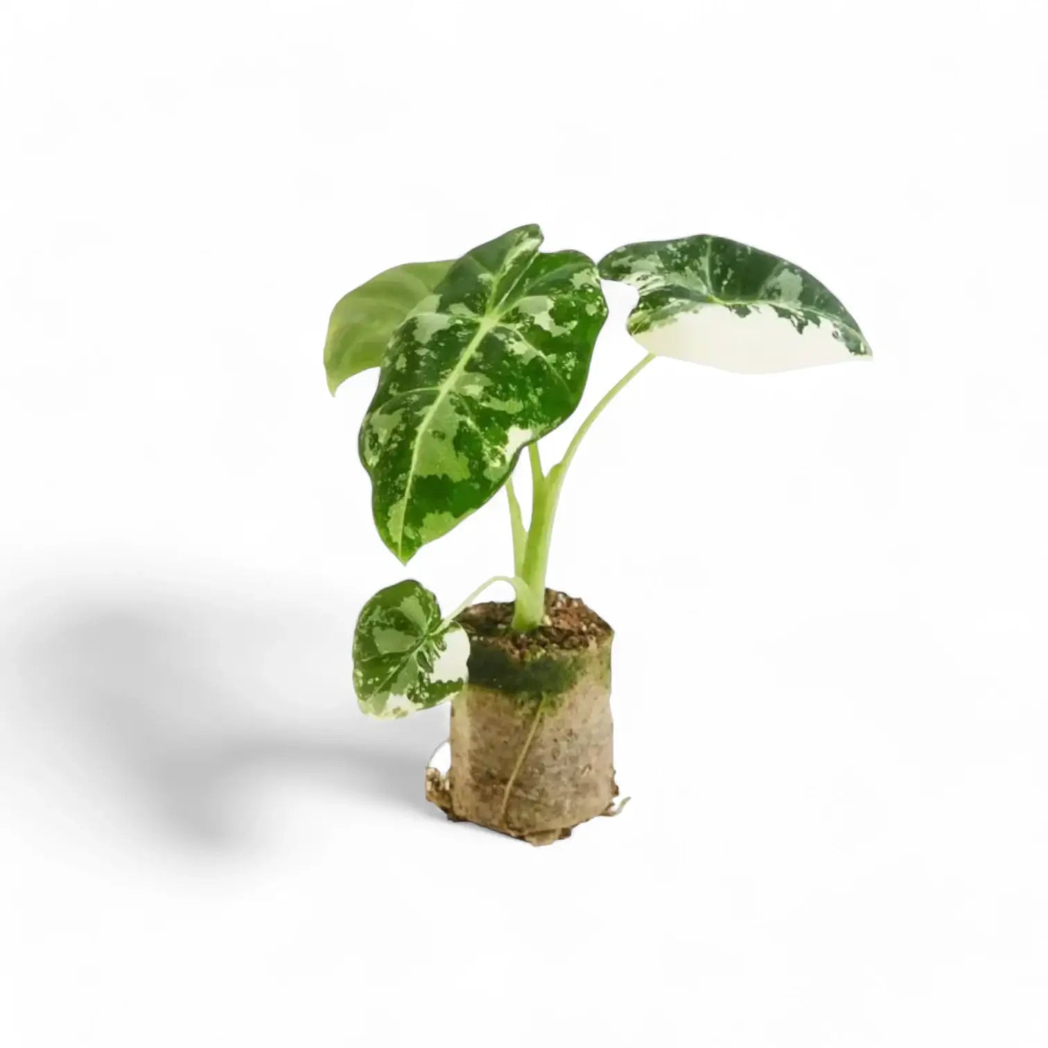 Alocasia ‘Frydek’ variegata – Zimmerpflanze im Kulturtopf auf weißem Hintergrund, Produktfoto 5.