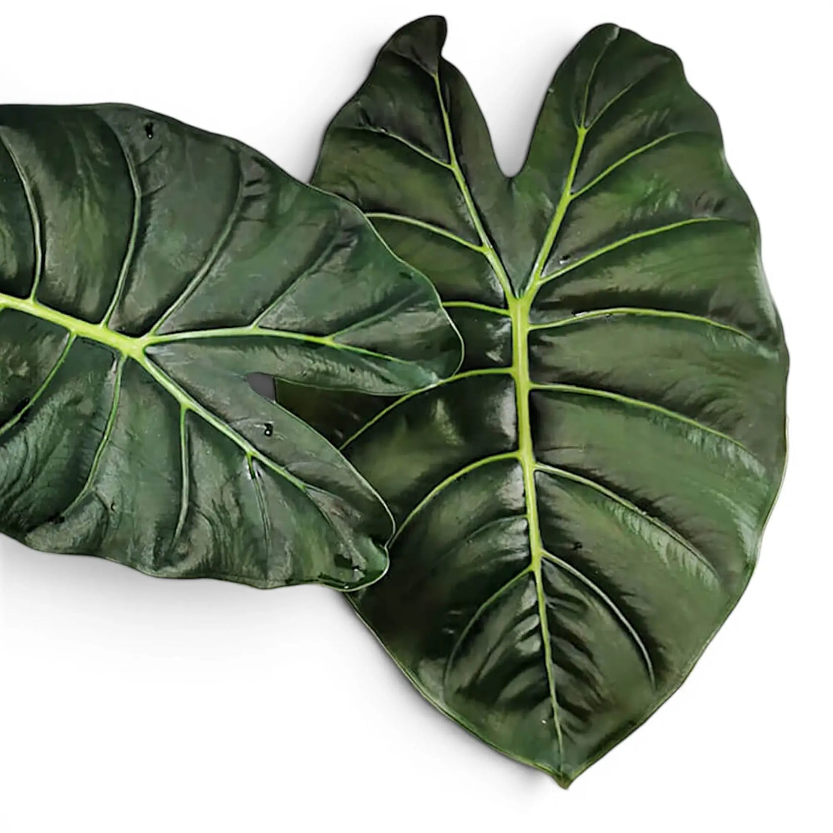 Nahaufnahme zweier großer grüner Blätter von Alocasia Golden Bone vor weißem Hintergrund