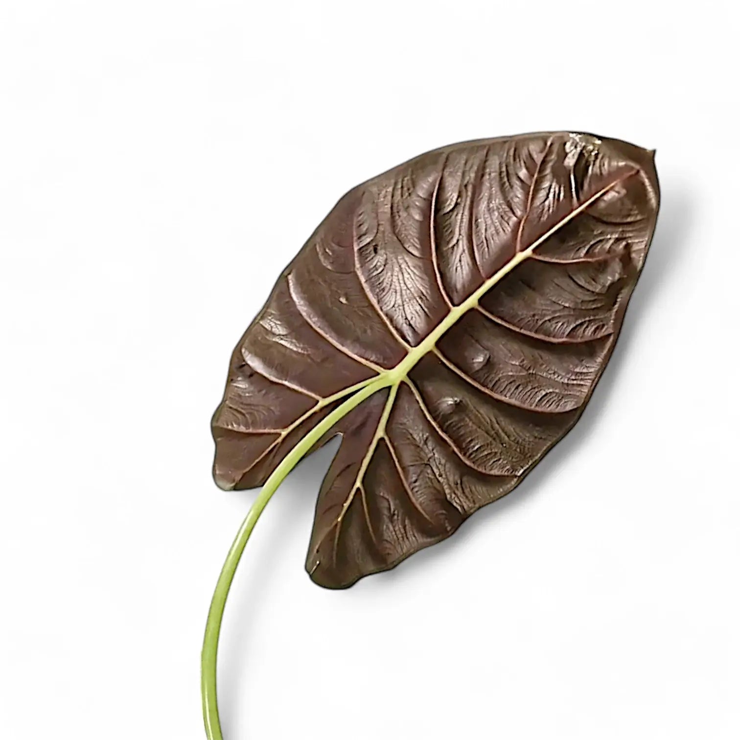 Alocasia 'Golden bone' leaf detail on white background.