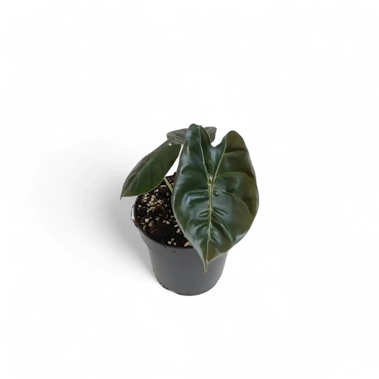 Alocasia 'Golden bone' potted plant in nursery pot on white background.