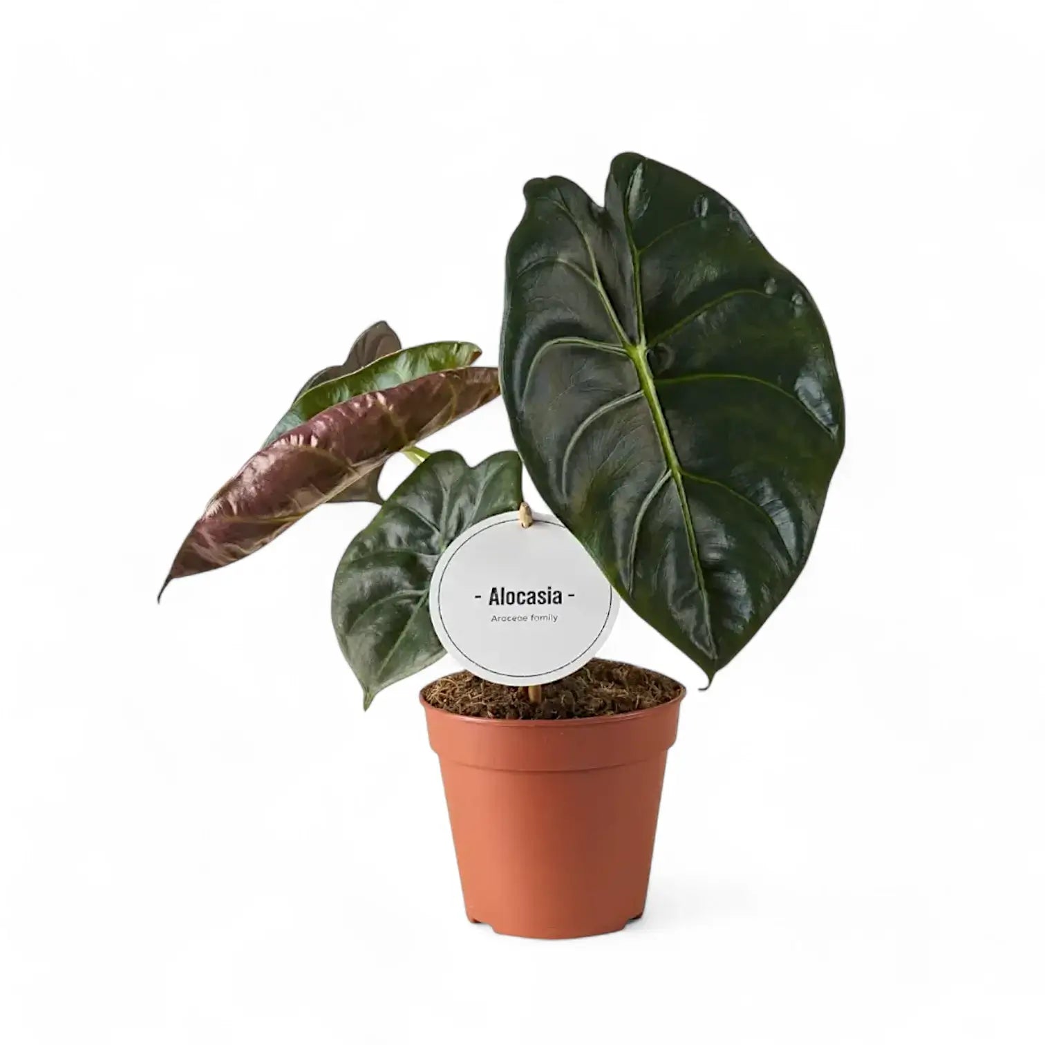Alocasia 'Golden bone' potted plant in nursery pot on white background.