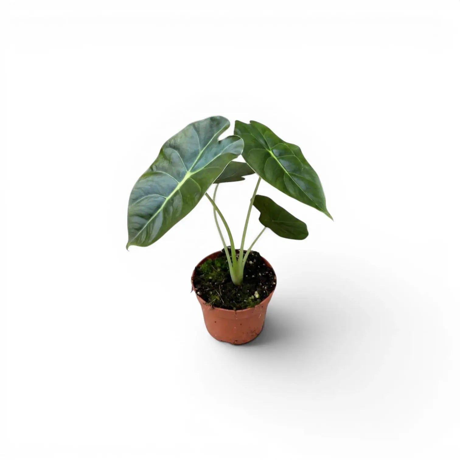 Jungpflanze von Alocasia Golden Bone im Topf mit sehr dunkelgrünen Blättern und hellgrünen Adern vor weißem Hintergrund
