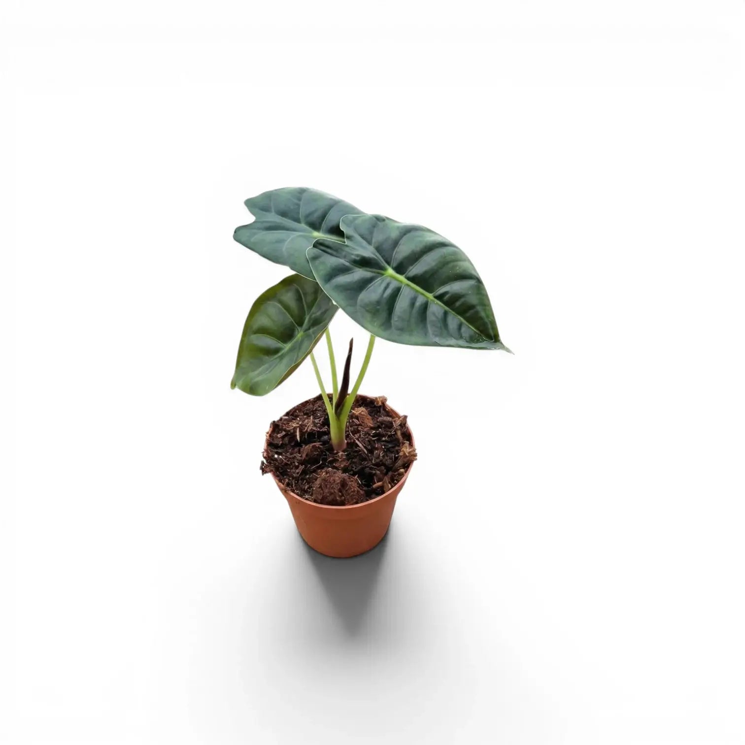Jungpflanze von Alocasia Golden Bone im Topf mit sehr dunkelgrünen Blättern und hellgrünen Adern vor weißem Hintergrund