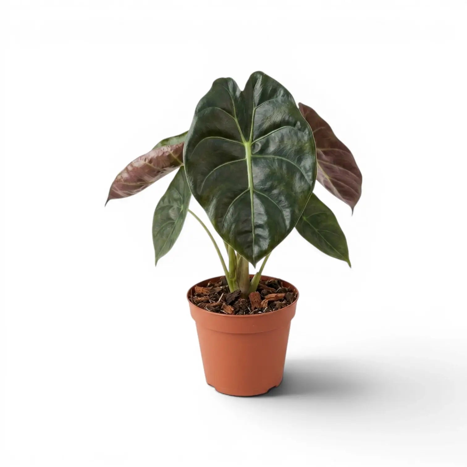 Alocasia Golden Bone im Topf mit sehr dunkelgrünen Blättern und hellgrünen Adern vor weißem Hintergrund