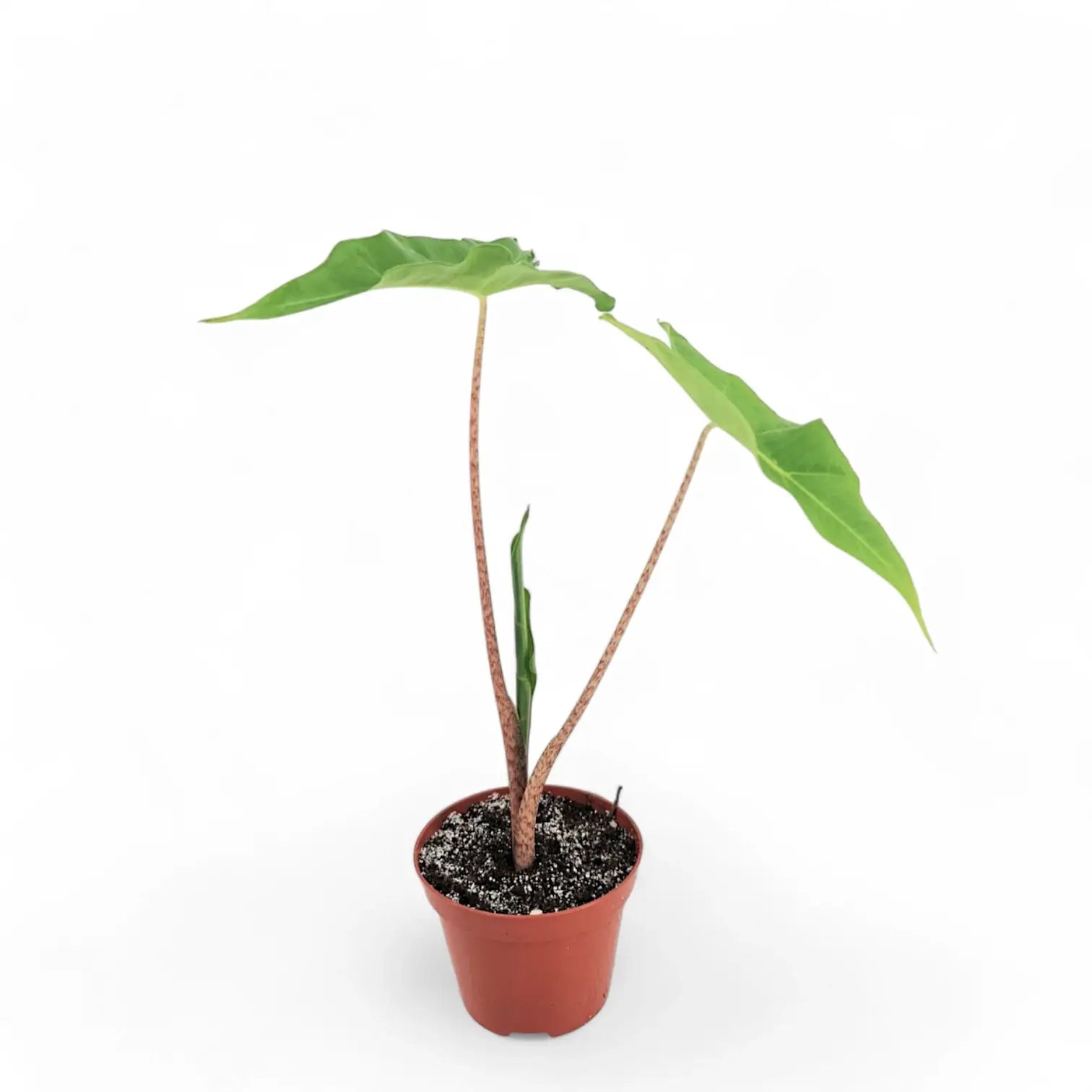 Alocasia 'Golden Dragon' potted plant in nursery pot on white background.