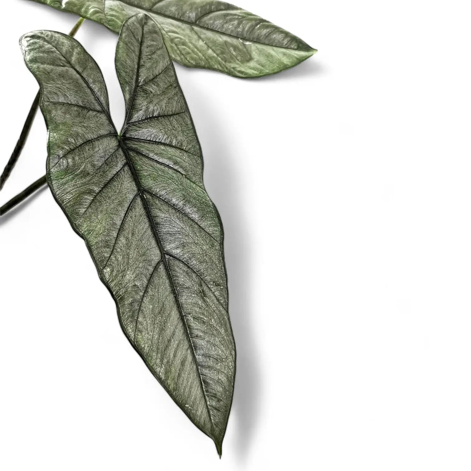 Alocasia heterophylla leaf detail on white background.