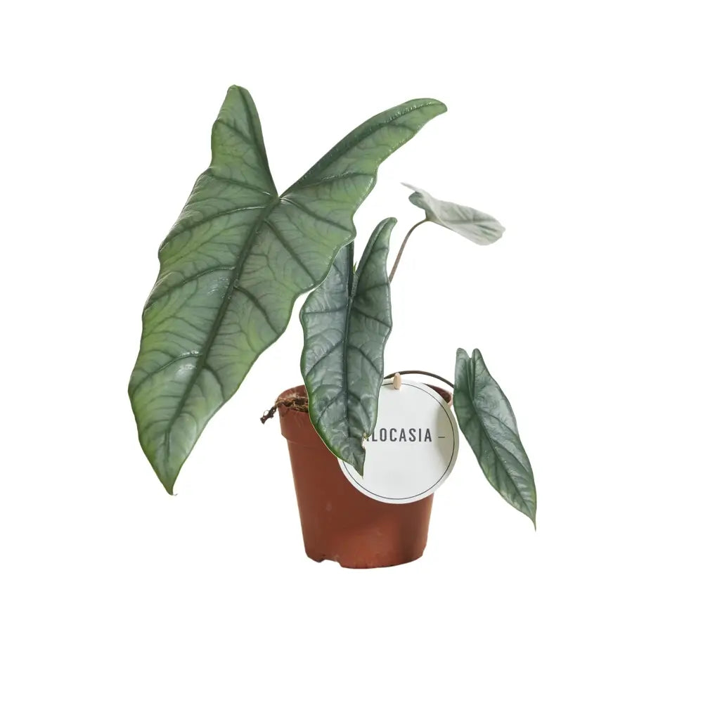 Alocasia heterophylla potted plant in nursery pot on white background.